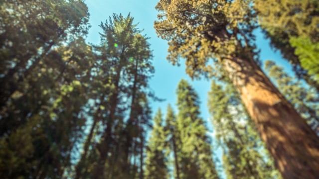 Hot air balloon Sequoia National Park