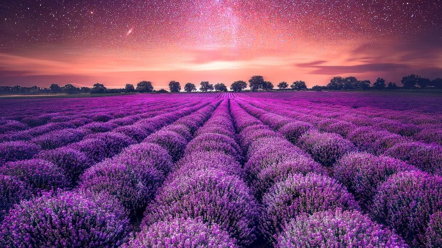 Lavender farm Lavender fields
