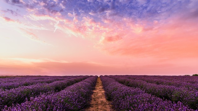 Lavender farm Pink sky