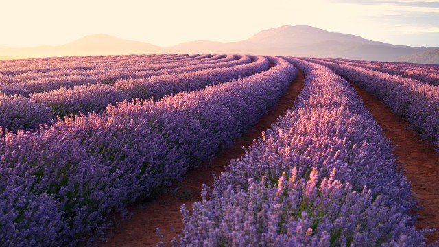 Lavender fields Lavender flowers