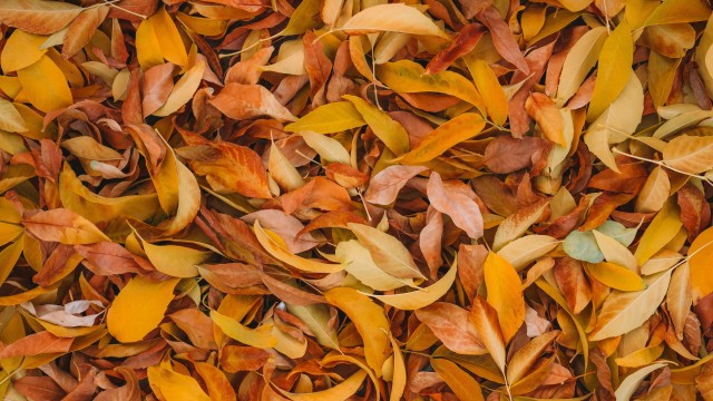 Leaves Fall Foliage