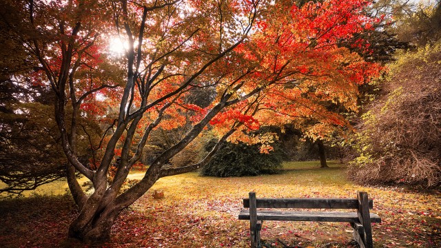 Maple trees Autumn leaves