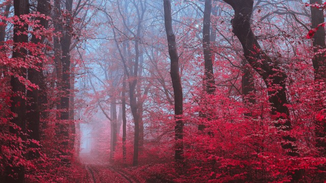 Maple trees Maple leaves