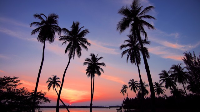 Palm trees Sunset