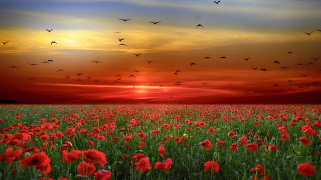 Poppy flowers Poppy Field