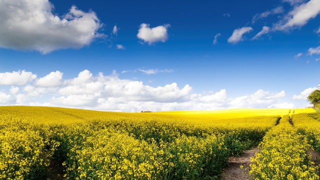 Rape fields Yellow flowers