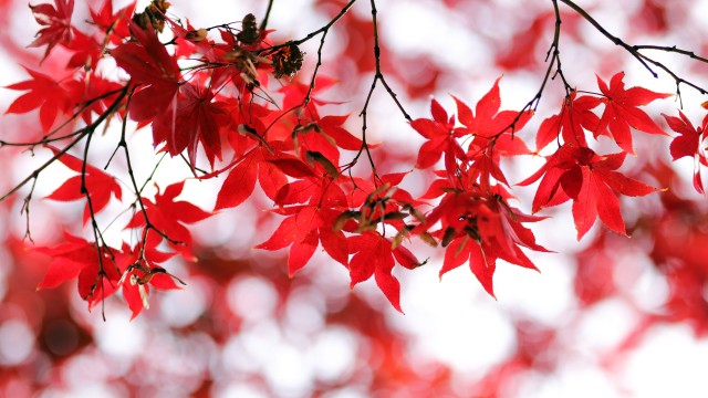 Red leaves Bokeh