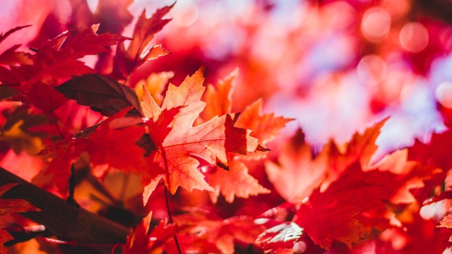 Red Maple Leaves Aesthetic