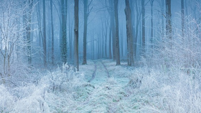 Snow covered Winter Forest Landscape