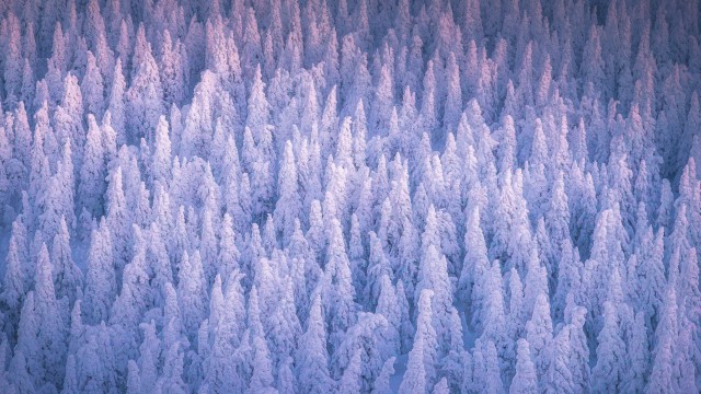 Snow covered Winter forest