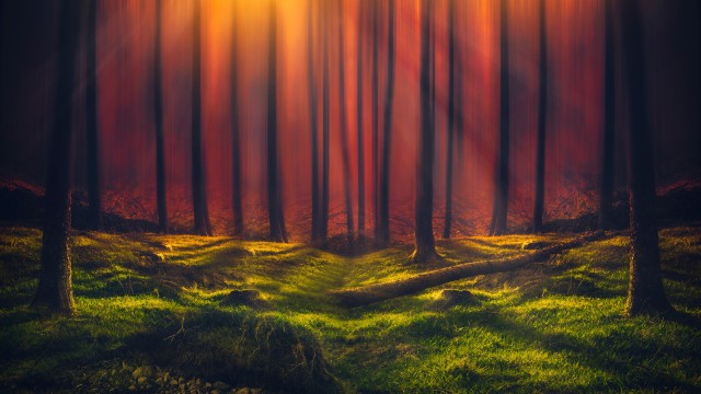 Sun rays Forest