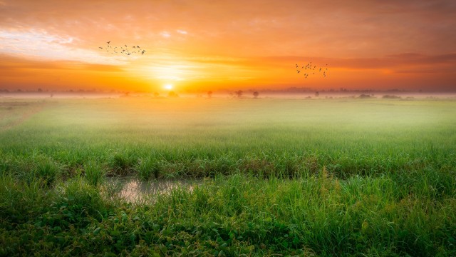 Sunrise Paddy fields