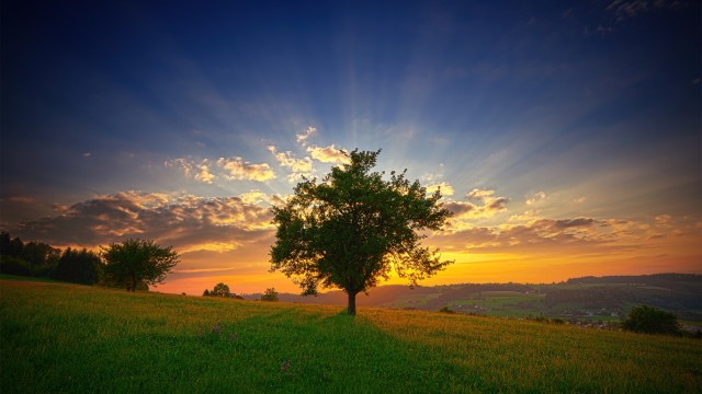 Swiss Plateau Lone tree