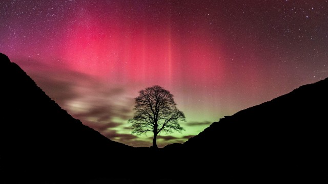 Sycamore Gap Tree Aurora sky