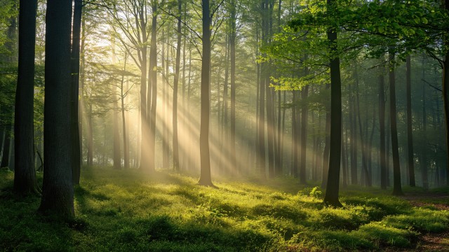 Thick forest Sunlight