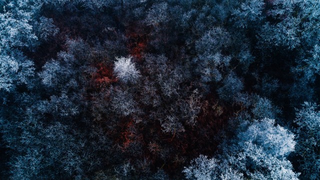 Winter forest Aerial view