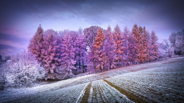 Winter forest Landscape