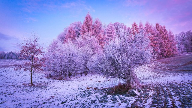 Winter forest Trees