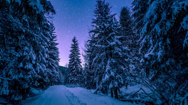 Winter Snowy Pine Trees Forest