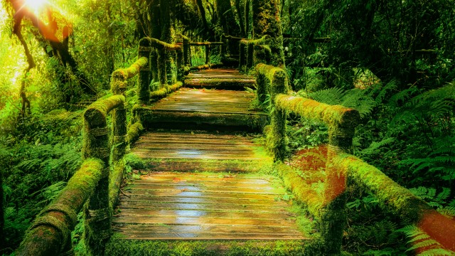Wooden bridge Rainforest