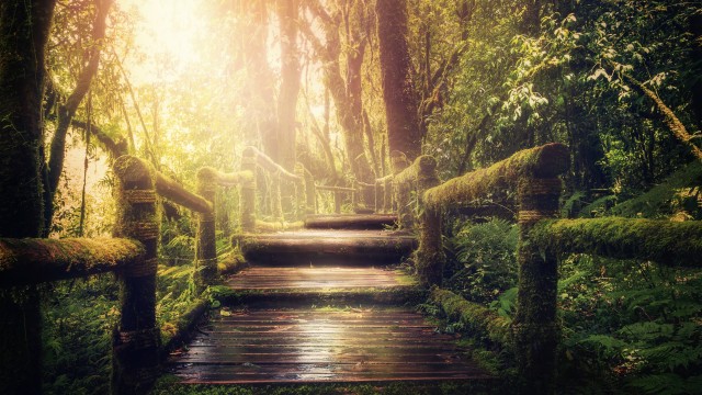 Wooden stairs Forest