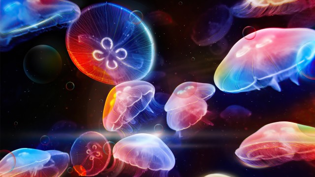 Jellyfishes Colorful