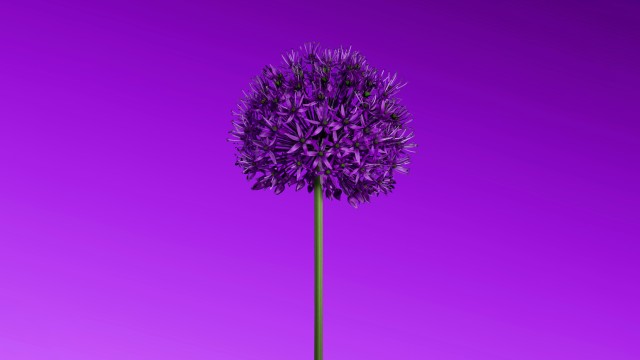 Allium flower Purple aesthetic