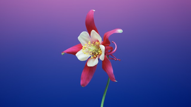 Aquilegia flower Gradient background
