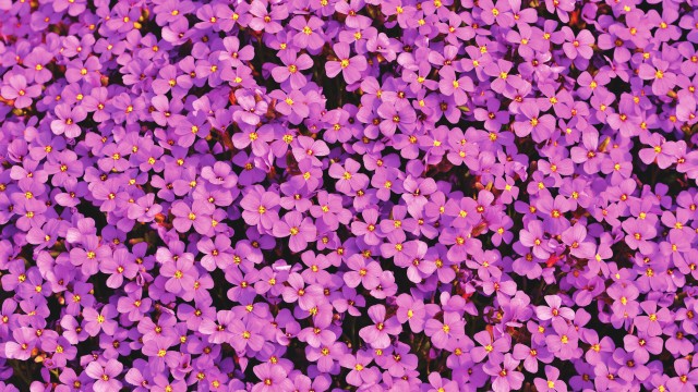 Aubrieta Flowers Beautiful