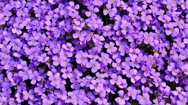 Aubrieta Violet flowers