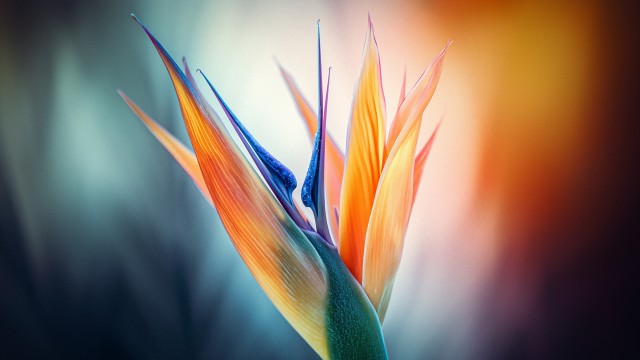 Bird of paradise flower Closeup Photography