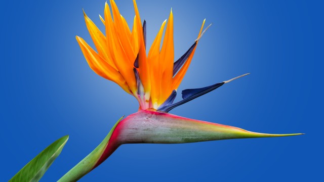 Bird of paradise flower Crane Flower