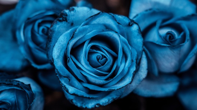 Blue aesthetic Rose flowers