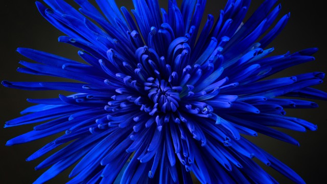 Blue flower Chrysanthemum