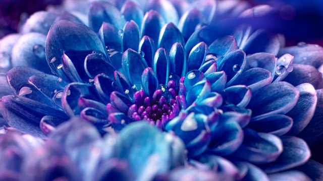 Blue flower Macro
