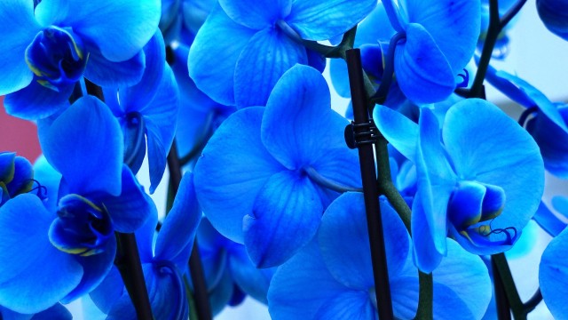 Blue orchids Orchid flowers