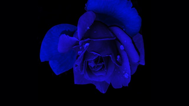 Blue rose Rose flower
