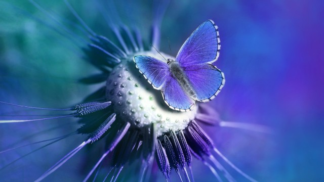 Butterfly Lycaenidae