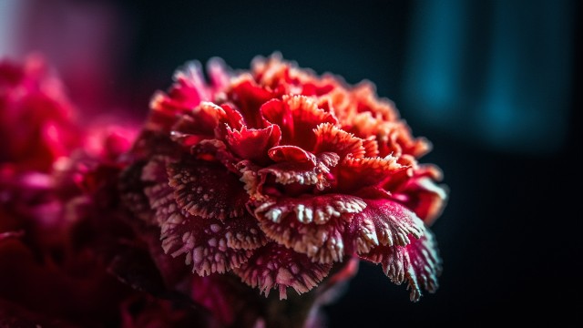 Carnation Red flower