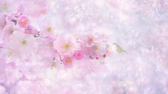 Cherry blossom Light pink background