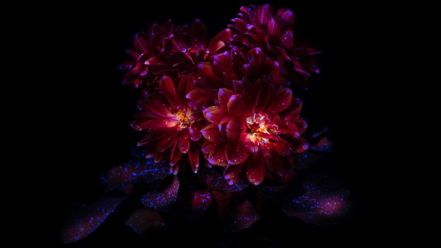 Chrysanthemum flowers Dark aesthetic