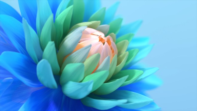 Colorful flower Blue background