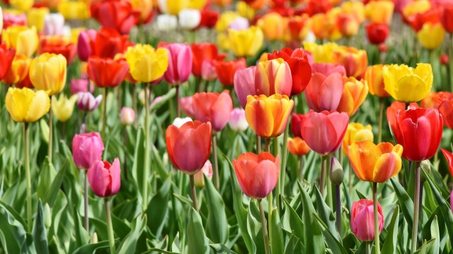 Colorful Tulip flowers Blooming in Spring