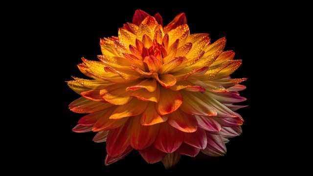 Dahlia flower 8K