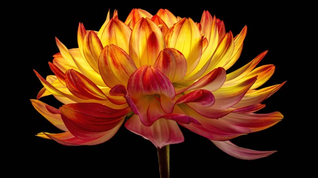 Dahlia flower Black background