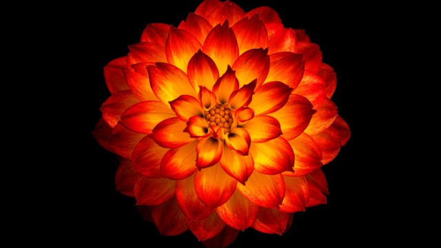Dahlia flower Orange dahlia