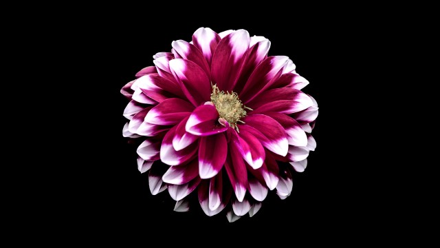 Dahlia flower Purple Red