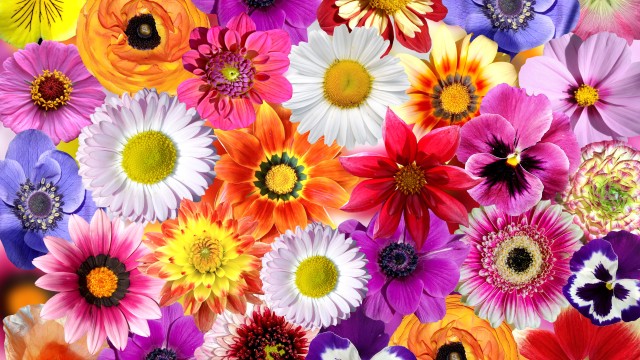 Daisy flowers Floral Background