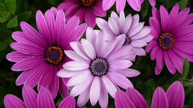 Daisy flowers Garden