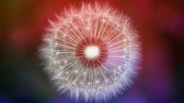 Dandelion flower Closeup